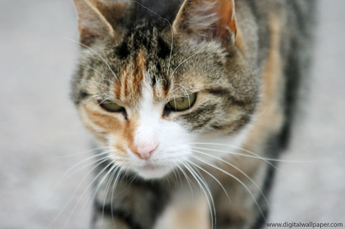 stray isn’t the cat game i wanted and simple cat wallpaper cute cat wallpaper cartoon
