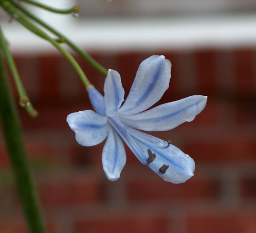 blue flower nature terryflower