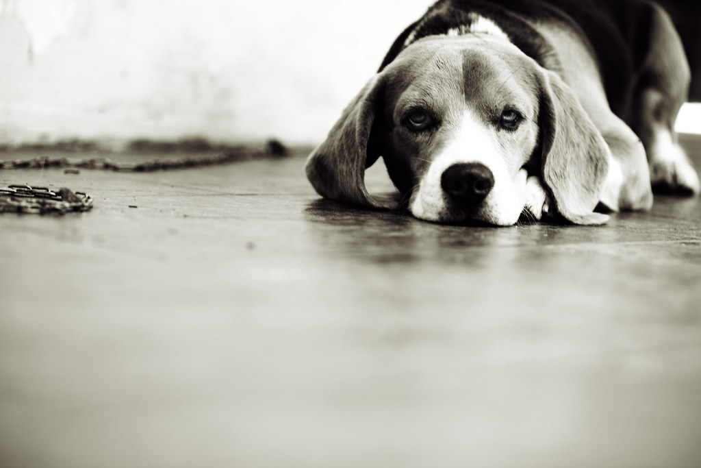 gOoD dOG