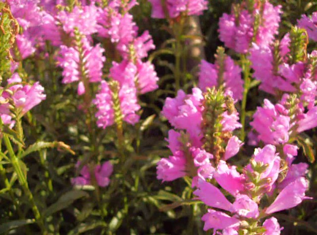 Honey Bees Go Into The Obedient Plant (Physostegia) Flowers For Nectar