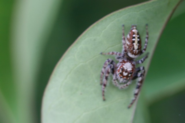 Opisthoncus parcedentatus (Jumping Spider)