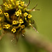 Flickr photo 'Bidens frondosa COMMON BEGGAR'S TICKS' by: gmayfield10.