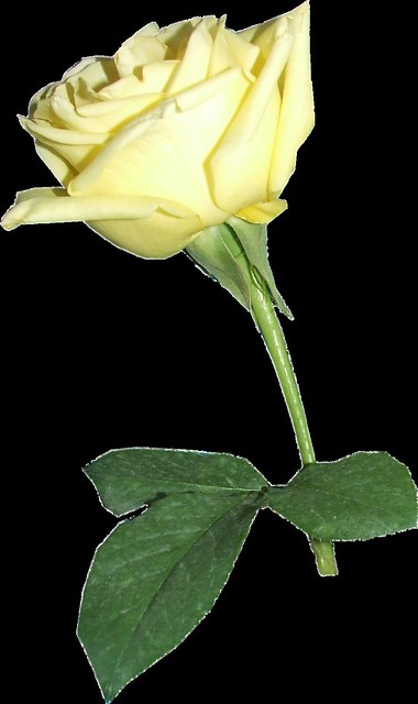 * Yellow Rose * (Cut out)