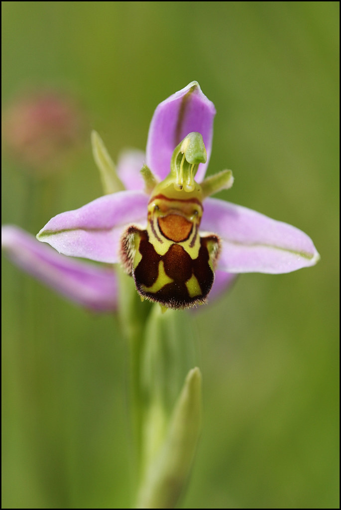 Bee Orchid (Ophrys apifera) by Steve_C