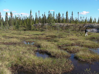 Tourbière / Peat bog
