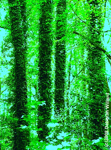 park trees green columns ivy tall ivycovered millerpark deborahwillard deborahwillarddesign