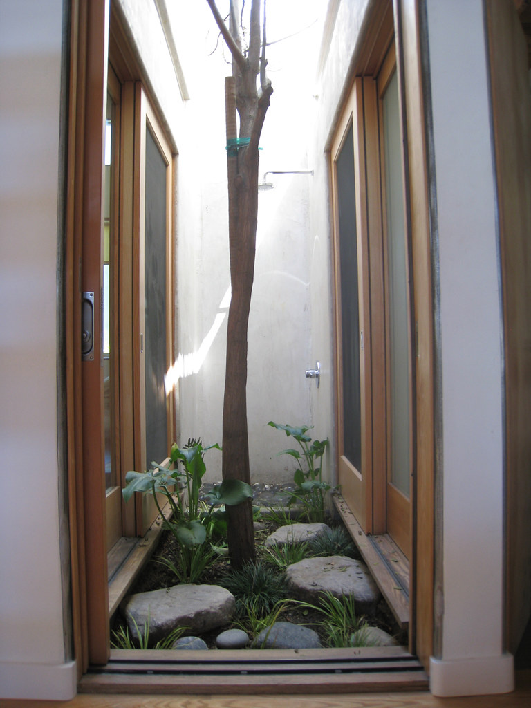 indoor tree plants