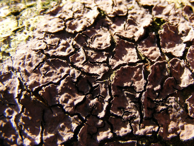 Wood lichen (Acarospora sp)