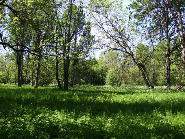 Penijõe wooded meadow; Matsalu National Park