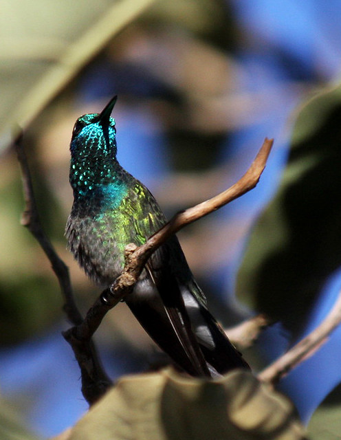 Beija-flor - Hummingbird