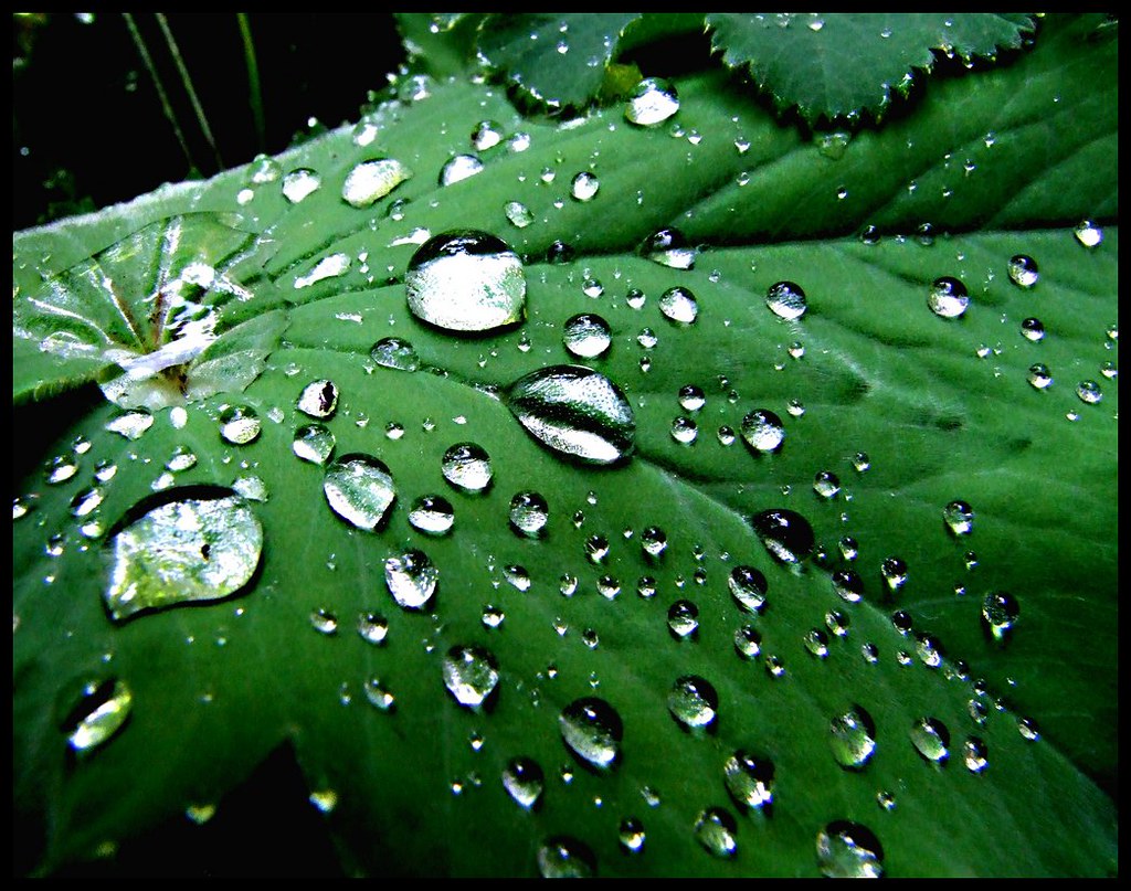 Waterdrops by Philipp | Photography