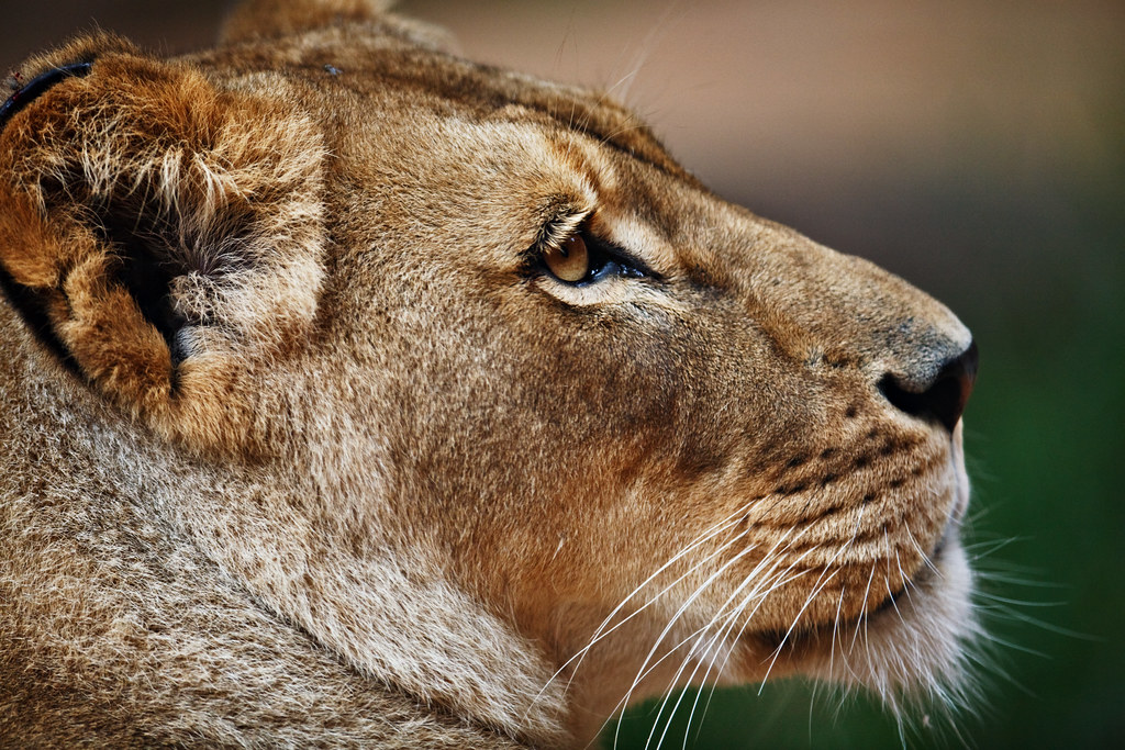 Profile of a Lioness