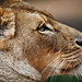 Image: Profile of a Lioness