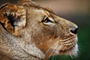 Image: Profile of a Lioness