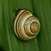 Flickr photo 'Cepaea nemoralis (Brown-lipped Snail)' by: S. Rae.