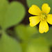 Flickr photo 'Oxalis stricta, yellow woodsorrel' by: David Illig.