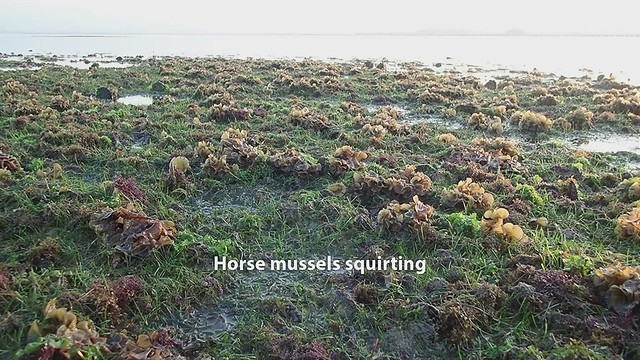 Horse mussels (Modiolus sp.)