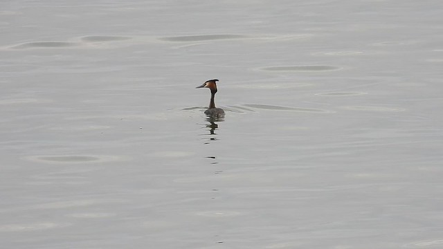 Great crested Grebe Annagassan