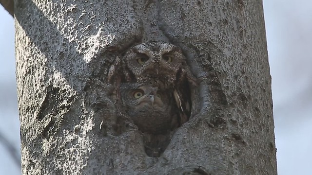 The most adorable eastern screech owl family