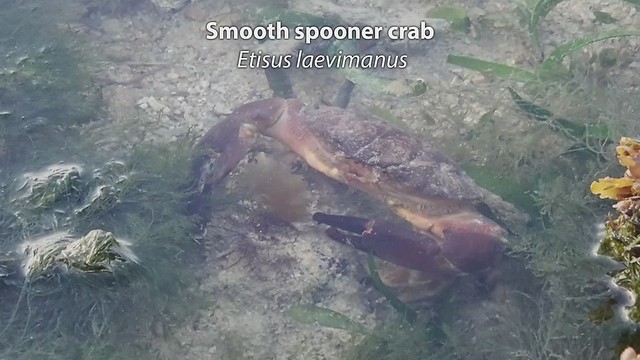 Smooth spooner crab (Etisus laevimanus)