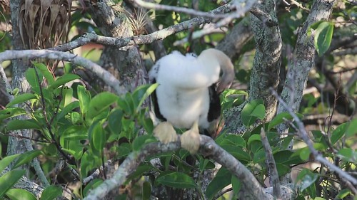 Anhinga chick preening, loafing, and moving about.