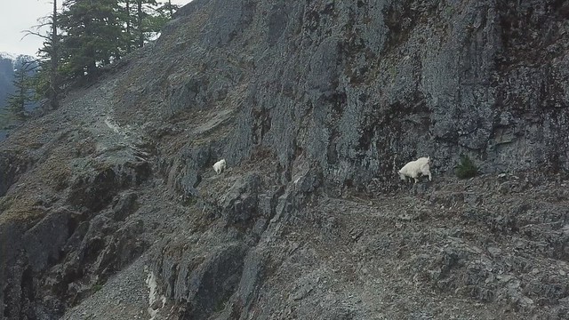 Baby steps - Mountain Goat training camp for Kids