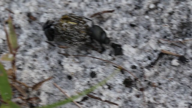 Dung-roller Beetles (Canthonini), Yamato Scrub, Boca Raton, FL, 6-16-19