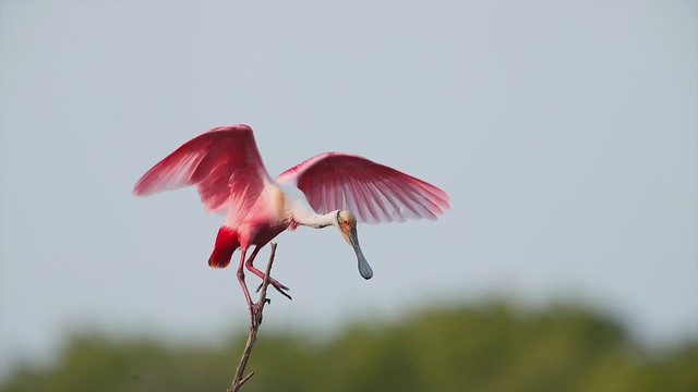Spoonbill Flapping Wings (slide show)