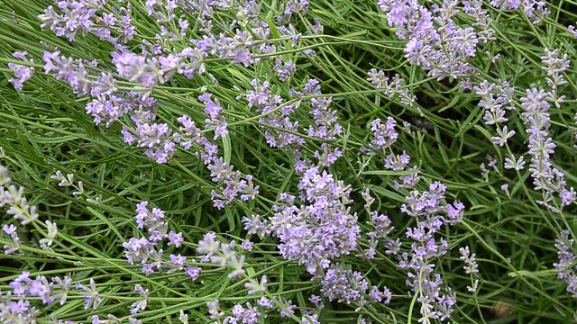 my lavender harvest