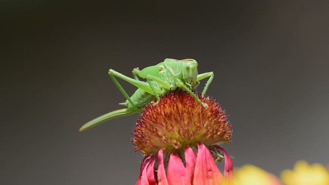 Une abeille attaque cette sauterelle verte, ralenti