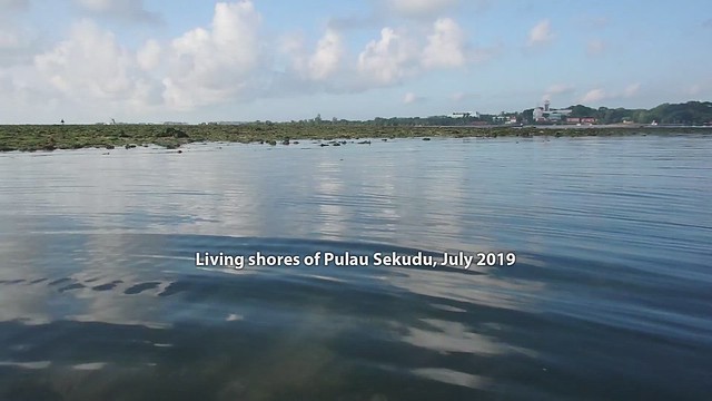 Living shores of Pulau Sekudu, Jun 2019