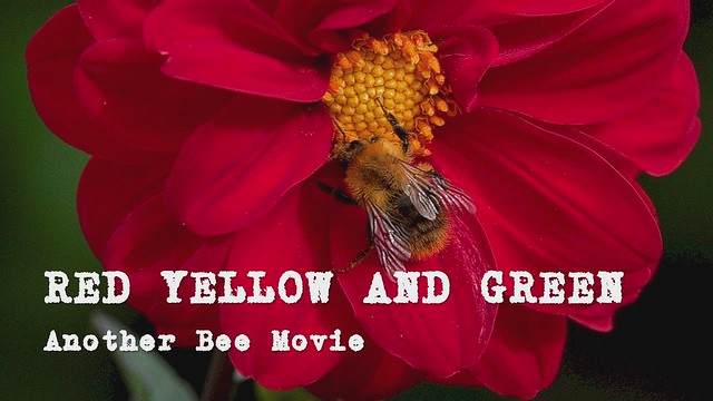 dark red flowers and slow motion bees