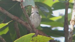 Common Tailorbird (Orthotomus sutorius)Pokhara, Nepal