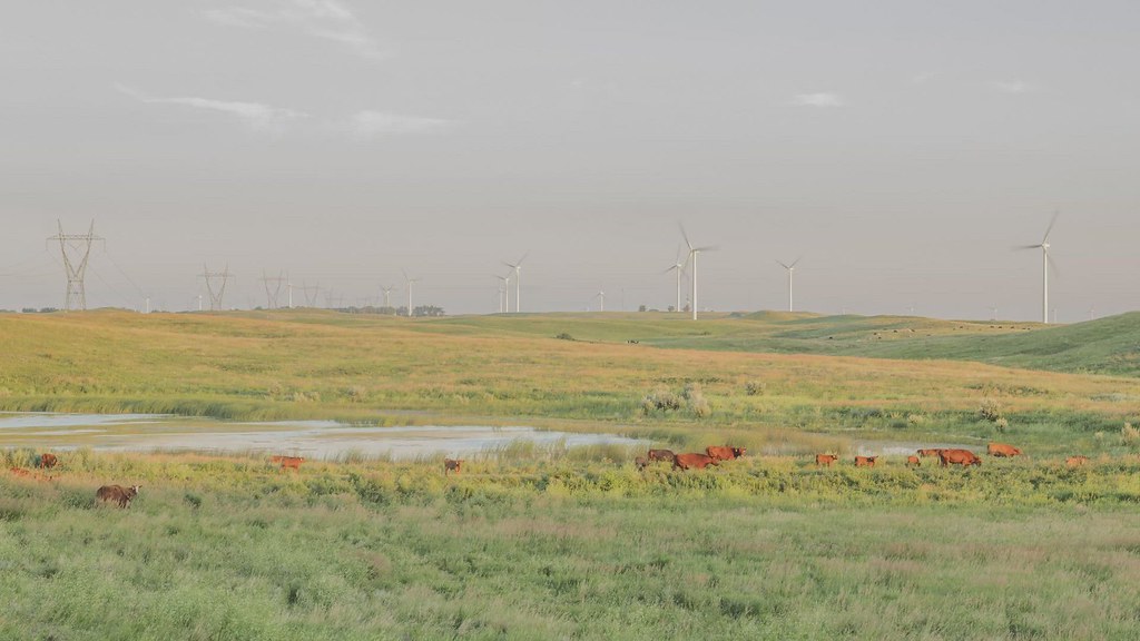 Cows Grazing under a South Dakota Windfarm