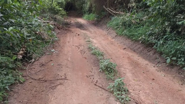 Butterflies along the trail in Bobiri (1) (B00203, GH00111B)
