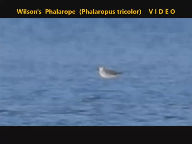 Wilson's Phalarope (Phalaropus tricolor) 10-09-2019
