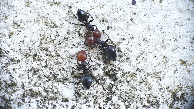 Ant fight/wrestling