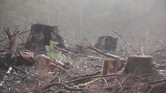 Clearcut on Highway 16 south of Tlell