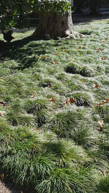Luxurious grass in the Dolmabahçe Palace bird garden