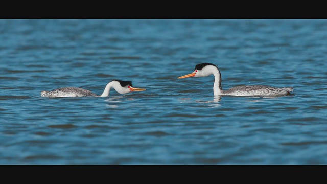 Courting Clarks Grebes