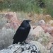 cuervo en el North Kaibab Trail