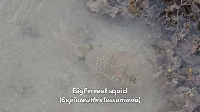 Bigfin reef squid (Sepioteuthis lessoniana)