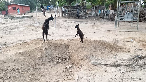 2019 2019ghana adafoah ghana zoococodrilos animales cabra
