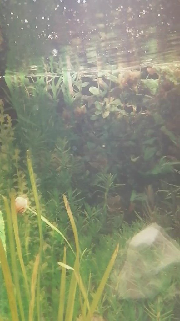 Buborékok az akvárium tetején