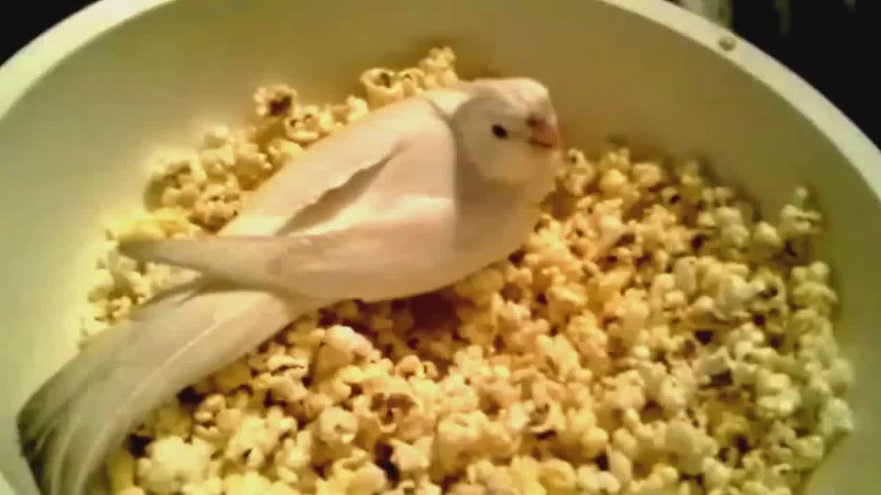Popcorn the Cockatiel takes on Popcorn the bowl