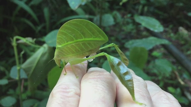 Eulophophyllum lobulatum. Female after copulation / Female and male in situ / male calling - (Kinabalu NP, Borneo)