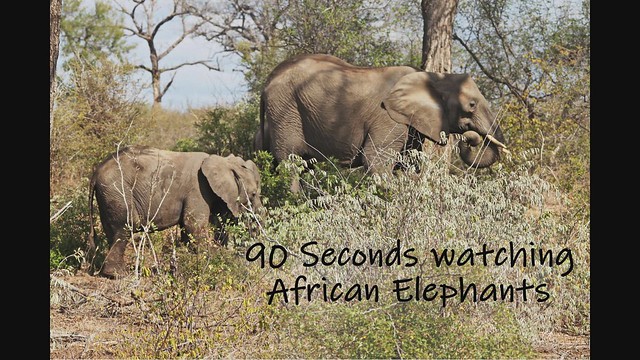 90 seconds watching African Elephants
