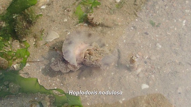 Hoplodoris nodulosa