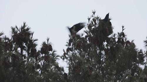 Crows cussing out a hidden Great Horned Owl