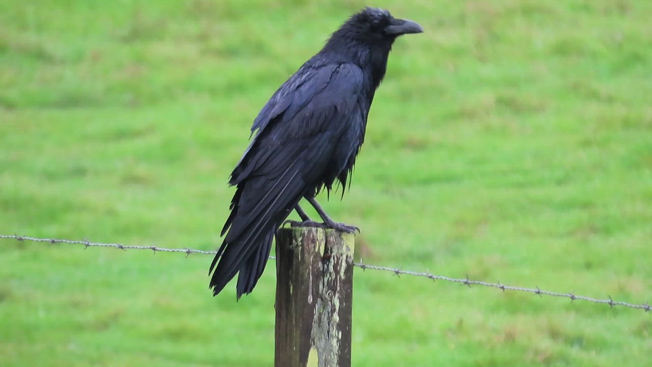 Common Raven (Corvus corax), Los Osos, CA